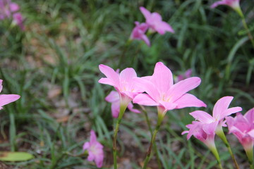 Close up of Pink Rain Lily. 