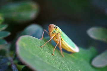 Cicadellaviridis