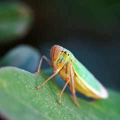 Cicadellaviridis