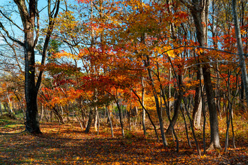 Fototapeta na wymiar An autumn view of Iwate