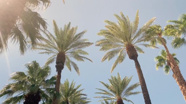 Camera looks up as it moves past rows a palm trees