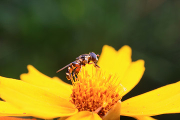 Syrphidae on plant