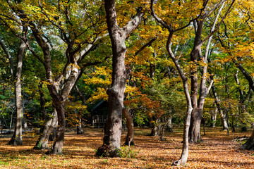 Arahabaki shrine in Tsugaru.