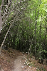 Fototapeta premium Abandoned trees and underbrush in Vikos gorge Epirus Greece