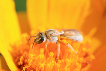 Naklejka premium Bee