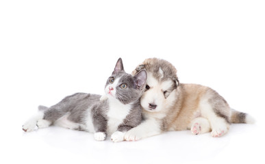 Fototapeta na wymiar cat and dog looking at camera together. isolated on white background