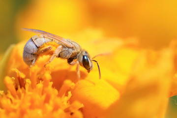 Bee