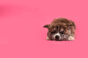 Cute Akita inu puppy on pink background, space for text. Friendly dog
