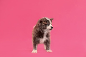 Fototapeta na wymiar Cute Akita inu puppy on pink background. Friendly dog