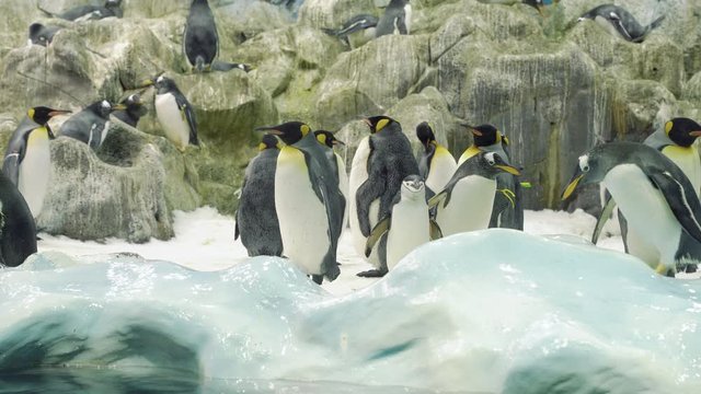 Group of adults and little penguins standing and walking in the snow