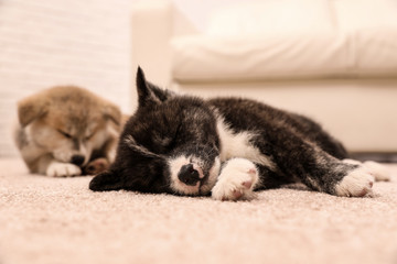 Cute Akita inu puppies on floor indoors. Friendly dogs