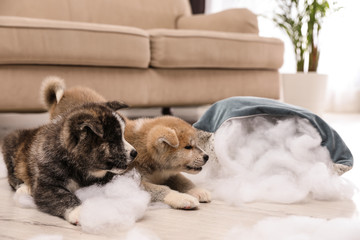 Obraz premium Cute Akita inu puppies playing with ripped pillow filler indoors. Mischievous dogs