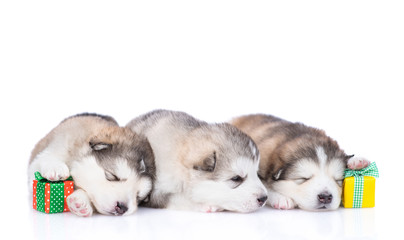 Obraz premium puppy in Christmas hats on a white background