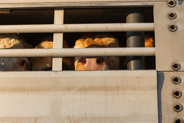 K&uuml;he im Tiertransporter