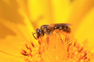 Bee