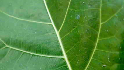 Teak leaves with a clear texture, suitable for use as a background image. Teak texture, this is a tropical plant that can live in minimal water conditions.