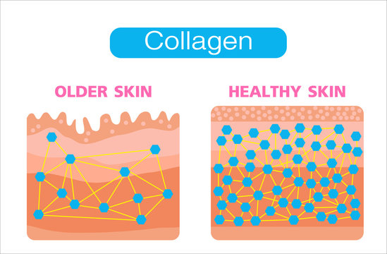 Collagen, older skin and  hearlthy skin ,Protection Skin, vector design