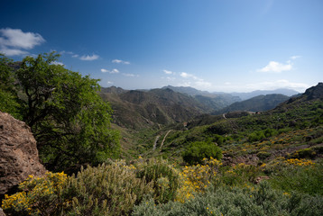 Fototapeta na wymiar Mountain landscape with flowers of Gran Canaria