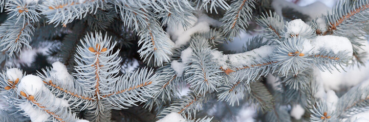 Blue spruce branches with snow