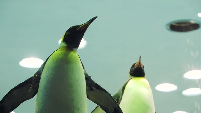 Close up of two penguins at the zoo