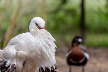 Beautiful white bird with red beak cleaning its feathers, side close-up view, selective focus with blurred background with defocused wild duck