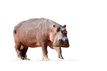 Isolated on white background, Hippo, Hippopotamus amphibius, low angle, direct view of big bull hippo staring at camera. Dangerous situation when photographing wild animals.