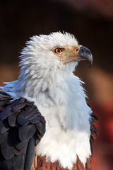 vertical portrait of adult African fish eagle, Haliaeetus vocifer. Side view. Eagle eye. Close up african raptor, eagle from Mana Pools, Zimbabwe, Africa.