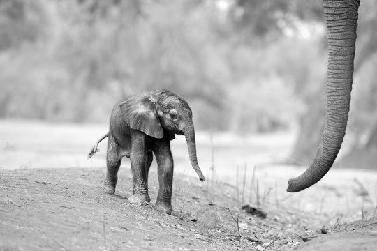 Black and white, artistic, touching picture of a fresh born African elephant calf, Loxodonta africana with mothers trunk. Tiny elephant baby and huge trunk. Mana Pools, Zimbabwe, Africa