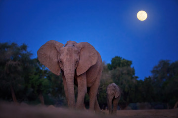 Fototapeta na wymiar Low angle, night photo of a African elephant with calf against full moon on dark blue sky in background, direct view. Animal behaviour. Wildlife photography in Zimbabwe.