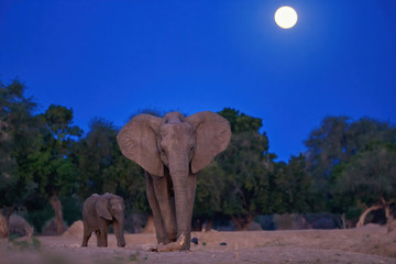 Fototapeta na wymiar Low angle, night photo of a African elephant with calf against full moon on dark blue sky in background, direct view. Animal behaviour. Wildlife photography in Zimbabwe.