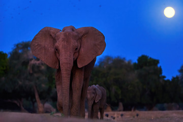 Naklejka na ściany i meble Low angle, night photo of a African elephant with calf against full moon on dark blue sky in background, direct view. Animal behaviour. Wildlife photography in Zimbabwe.