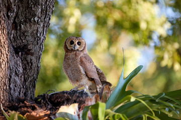 African wood owl or Woodford's owl, Strix woodfordii, perching on a  branch against blurred green background. African wildlife, night bird of prey. Bird photography in Mana Pools, Zimbabwe.