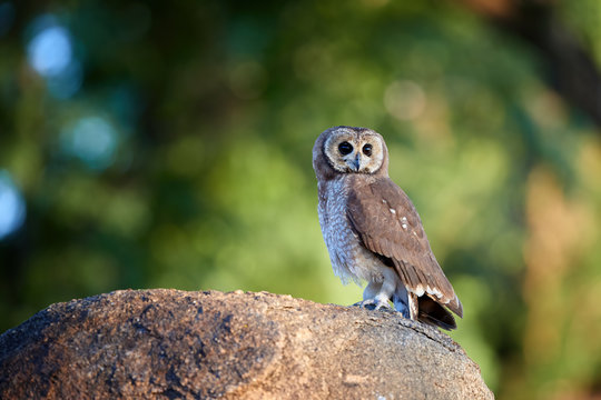 African wood owl or Woodford's owl, Strix woodfordii, perching on top of stone against blurred green background. African wildlife, night bird of prey. Bird photography in Mana Pools, Zimbabwe.
