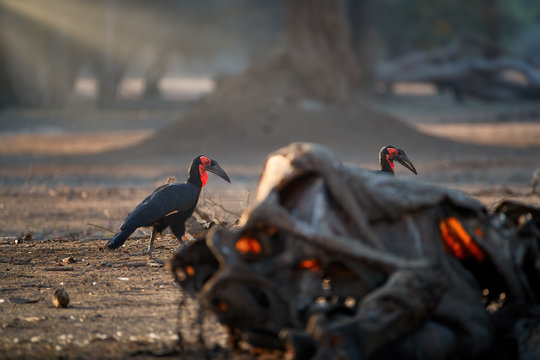 African southern country hornbill, Bucorvus leadbeateri feeding on   carcass. Big black birds with red neck. African nature, wildlife photography in Mana Pools, Zimbabwe.