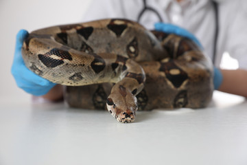 Female veterinarian examining boa constrictor in clinic, closeup