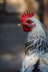 Close-up photograph of a rooster with a red comb on a home chicken farm among hens Gallus gallus domesticus