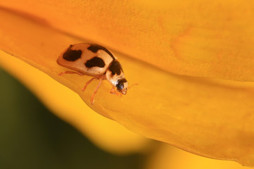 Propylaea japonica
