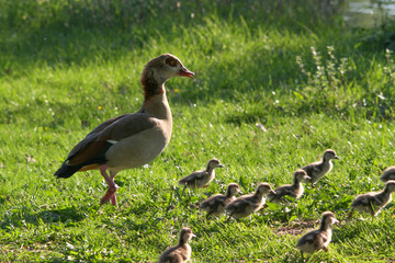 Alert Egyptian Goose with gosling running through the grass
