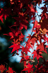 紅葉