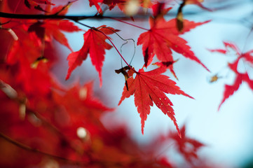 紅葉
