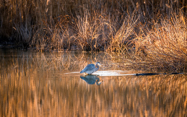 Great Blue Heron Fishing in a Golden Pond on the Chesapeake Bay near sunset