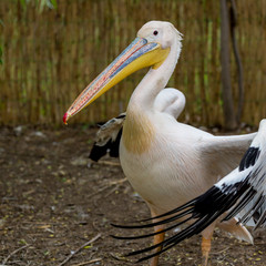 Close up portrait of pelican with blurred defocused background