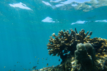 Fototapeta na wymiar Beautiful coral in the sea of Thailand