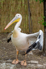 Close up portrait of pelican with blurred defocused background