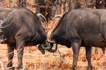 Fototapeta premium South Africa