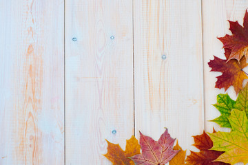 Naklejka na ściany i meble Autumn background with rad leaves on a wooden background