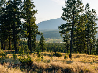 landscape with trees and lake