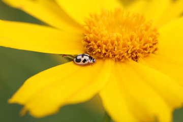 Propylaea japonica