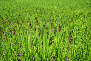 Green rice plant backgrounds,close up