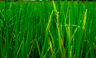 Paddy grains at the paddy field
